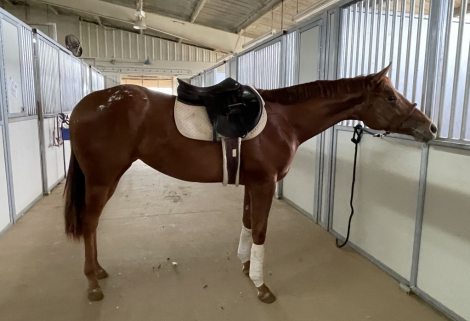 HorseID: 2308978 THE COOLEST EGO - PhotoID: 1093741