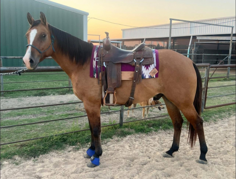 HorseID: 2308979 DR LEMON PEPPER - PhotoID: 1093310