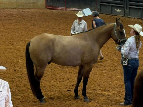 HorseID: 2308979 DR LEMON PEPPER - PhotoID: 1093311