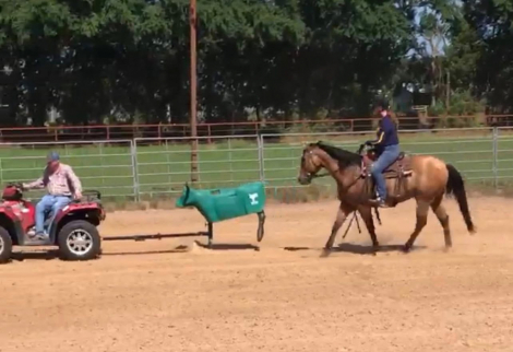 HorseID: 2308979 DR LEMON PEPPER - PhotoID: 1093312