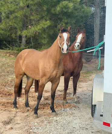 HorseID: 2308979 DR LEMON PEPPER - PhotoID: 1093313