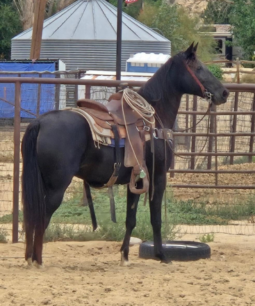 HorseID: 2308980 Laynes Elli Delight - PhotoID: 1093314