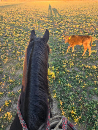 HorseID: 2308980 Laynes Elli Delight - PhotoID: 1093316