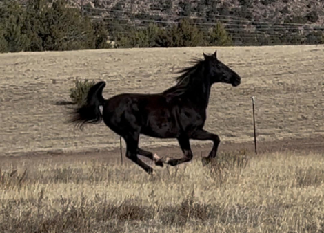 HorseID: 2308980 Laynes Elli Delight - PhotoID: 1093317