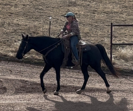 HorseID: 2308980 Laynes Elli Delight - PhotoID: 1093318