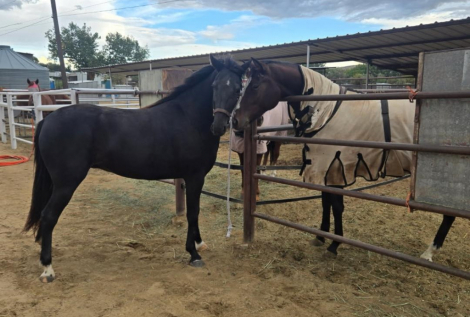 HorseID: 2308980 Laynes Elli Delight - PhotoID: 1093319