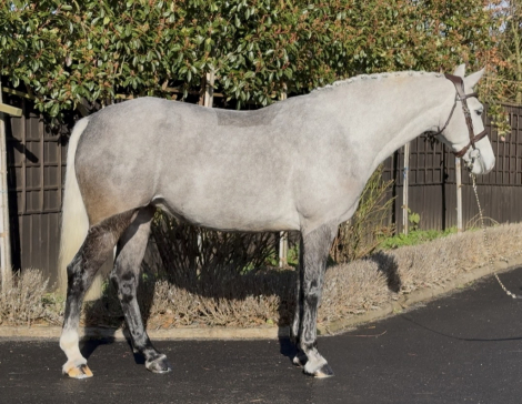 HorseID: 2308987 I REALY LOVE YOU MELODY....... - PhotoID: 1093321