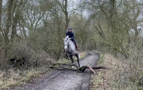 HorseID: 2308987 I REALY LOVE YOU MELODY....... - PhotoID: 1093322