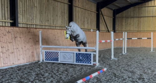 HorseID: 2308987 I REALY LOVE YOU MELODY....... - PhotoID: 1093323