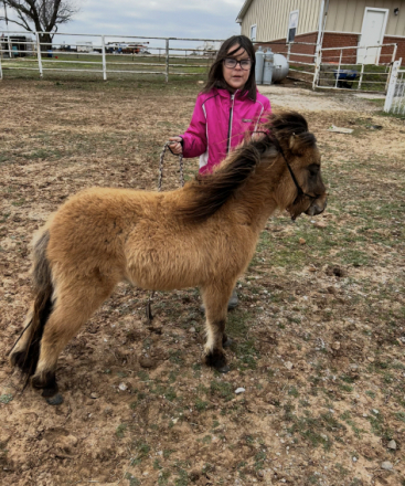 HorseID: 2308988 BNB BuckMeister Wonderland - PhotoID: 1093324