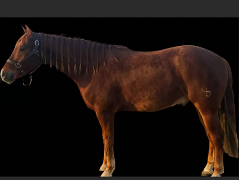 HorseID: 2308993 Nutrashforcash - PhotoID: 1093329