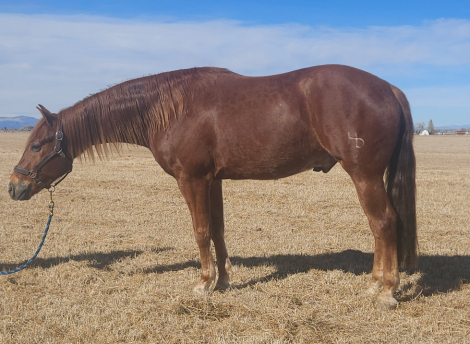 HorseID: 2308993 Nutrashforcash - PhotoID: 1093329