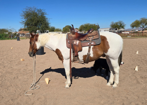 HorseID: 2308994 Pinto Beans - PhotoID: 1093330