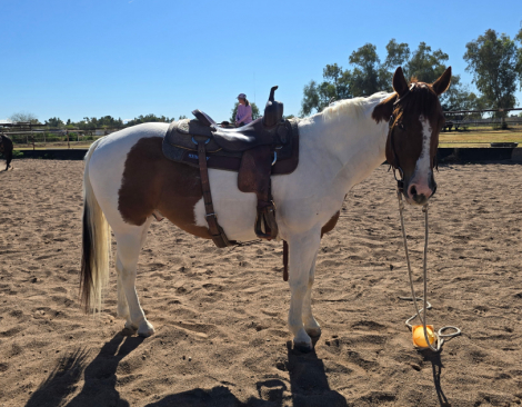 HorseID: 2308994 Pinto Beans - PhotoID: 1093331