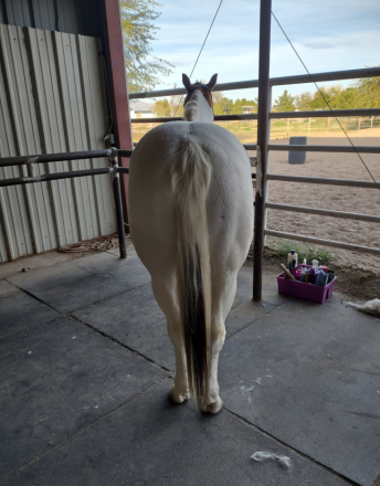 HorseID: 2308994 Pinto Beans - PhotoID: 1093332