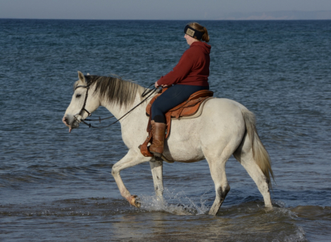 HorseID: 2309003 JNM Prince Caspian - PhotoID: 1093339