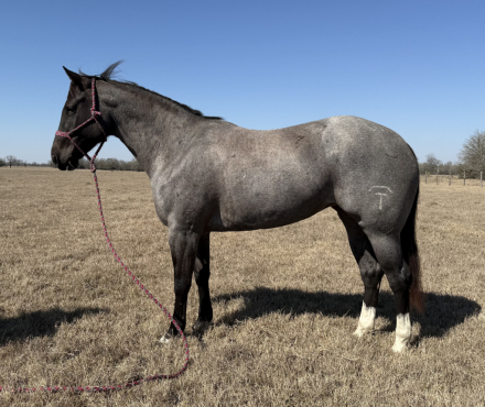 HorseID: 2309008 MT Blue Cholula - PhotoID: 1093343