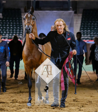 HorseID: 2309009 Lord Indigo TO - PhotoID: 1093783