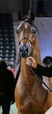 HorseID: 2309009 Lord Indigo TO - PhotoID: 1093784