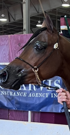 HorseID: 2309009 Lord Indigo TO - PhotoID: 1093785