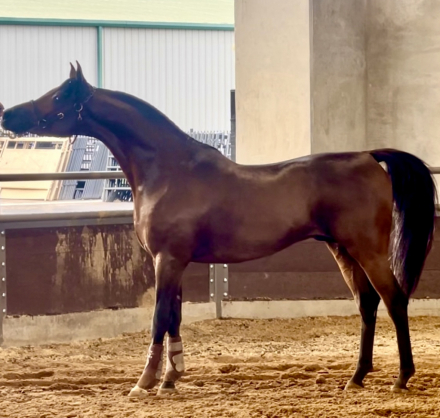 HorseID: 2309009 Lord Indigo TO - PhotoID: 1093786