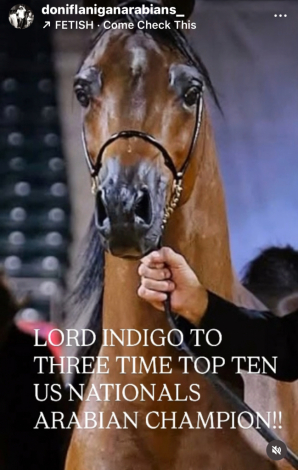 HorseID: 2309009 Lord Indigo TO - PhotoID: 1093787