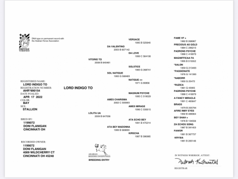 HorseID: 2309009 Lord Indigo TO - PhotoID: 1093788