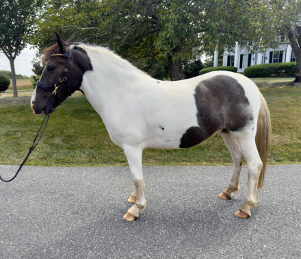 HorseID: 2309025 Dasher - PhotoID: 1093350