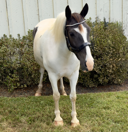 HorseID: 2309025 Dasher - PhotoID: 1093351