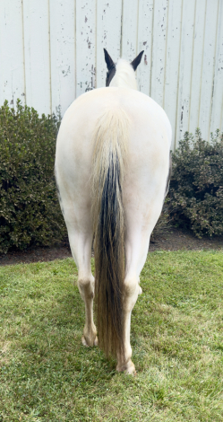 HorseID: 2309025 Dasher - PhotoID: 1093352