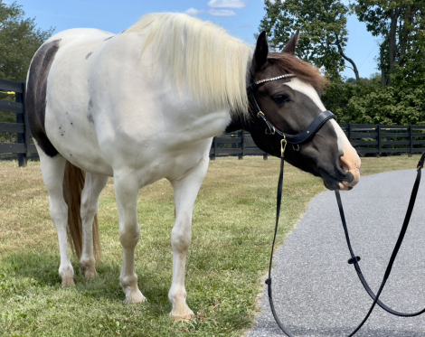 HorseID: 2309025 Dasher - PhotoID: 1093353