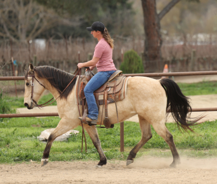 HorseID: 2309028 DQ KC Poco Jabalina - PhotoID: 1093355