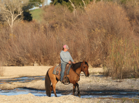 HorseID: 2309030 Feather - PhotoID: 1093356