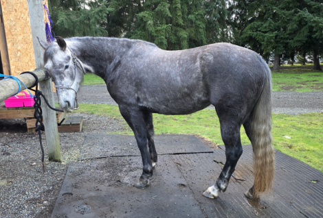 HorseID: 2309031 Nobles Miss Jones - PhotoID: 1093357