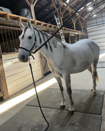 HorseID: 2309033 Moonstone Bandit - PhotoID: 1093359