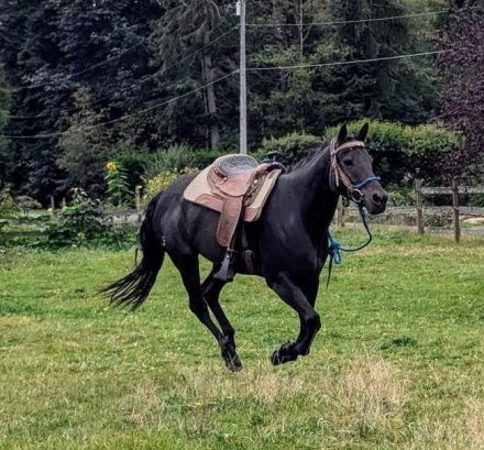 HorseID: 2309035 June - PhotoID: 1093363