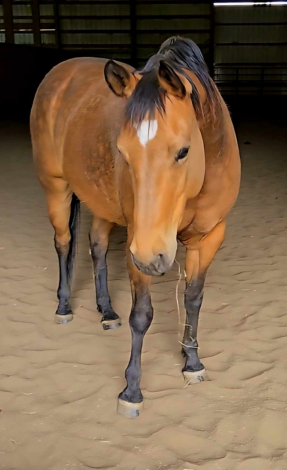 HorseID: 2309036 Lil Peps Command - PhotoID: 1093364