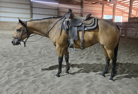 HorseID: 2309036 Lil Peps Command - PhotoID: 1093365
