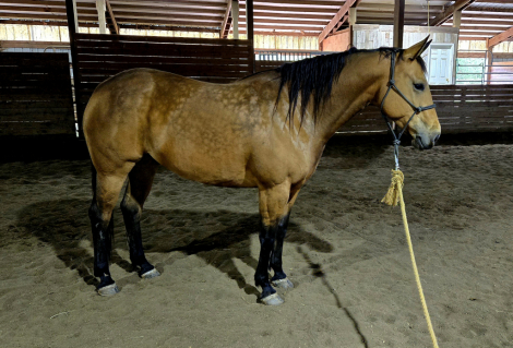 HorseID: 2309036 Lil Peps Command - PhotoID: 1093366