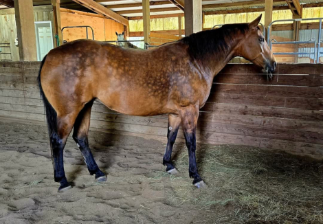 HorseID: 2309036 Lil Peps Command - PhotoID: 1093367