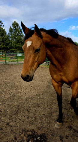 HorseID: 2309036 Lil Peps Command - PhotoID: 1093368