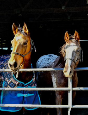 HorseID: 2309036 Lil Peps Command - PhotoID: 1093369