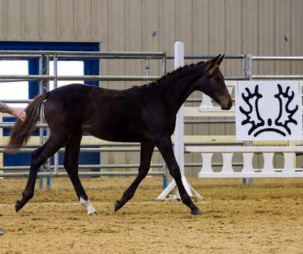 HorseID: 2309039 Siegfried - PhotoID: 1093371