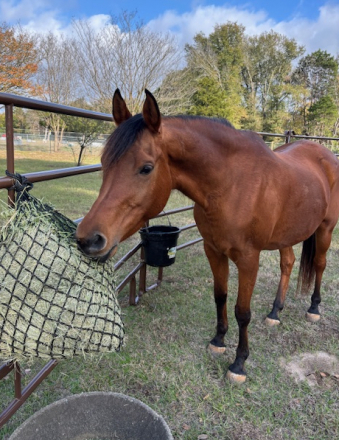 HorseID: 2309040 MM Eden's Kiss - PhotoID: 1093372