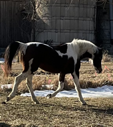 HorseID: 2309041 Tonga the Pinto - PhotoID: 1093376