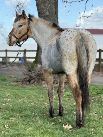 HorseID: 2309042 Dun lit on Fire - PhotoID: 1093379