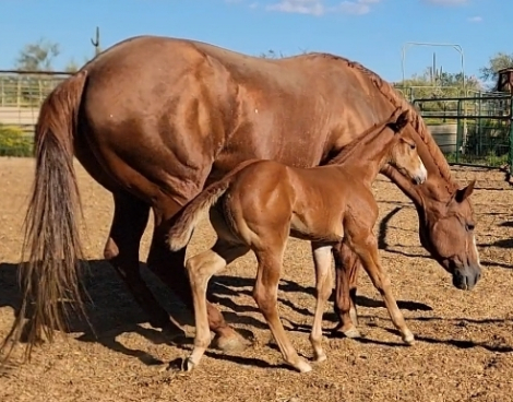HorseID: 2309043 Betty The Bomb - PhotoID: 1093380