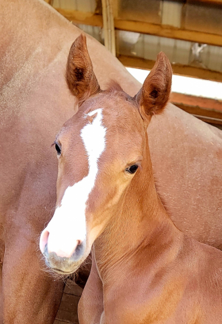 HorseID: 2309043 Bettys the Bomb - PhotoID: 1093380