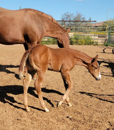 HorseID: 2309043 Bettys the Bomb - PhotoID: 1093479