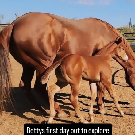 HorseID: 2309043 Bettys the Bomb - PhotoID: 1093480